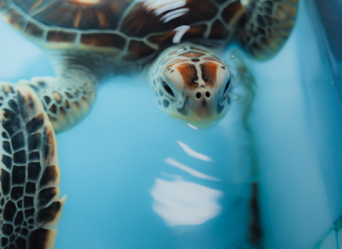 Opvangcentrum voor zeeschildpaddencover