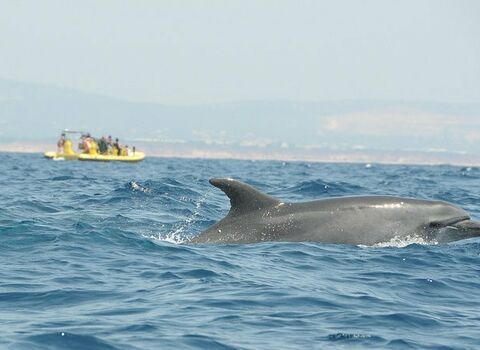 Dolphins & Benagil cavescover