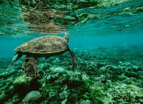 Opvangcentrum voor zeeschildpaddencover